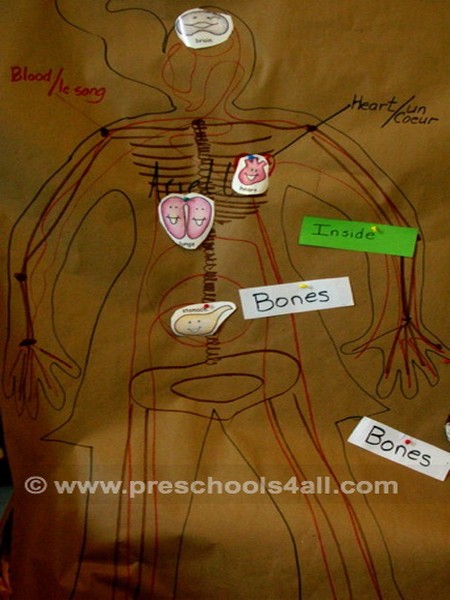 Drawing of Human Organs